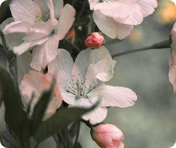 Soft flowers symbolizing calm and emotional wellness